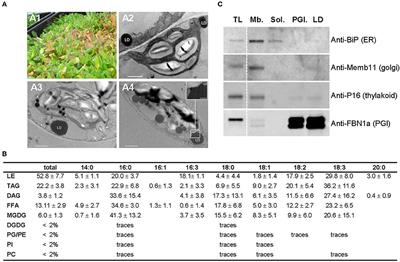 Proteomic Analysis of Lipid Droplets from Arabidopsis Aging Leaves Brings New Insight into Their Biogenesis and Functions